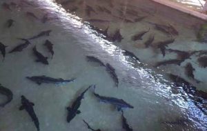 تنها واحد پرورش ماهی خاویار شهرستان ازنا آماده بهره برداری