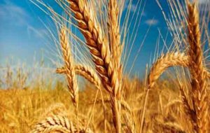 فرآوری ۲۰ هزار تن بذر اصلاح شده گندم در لرستان
