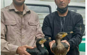 ‍ رها سازی دو قطعه پرنده مهاجر در آبگیرهای شهرستان ازنا