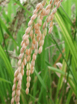 ممنوعیت برنج کاری در لرستان پر آب