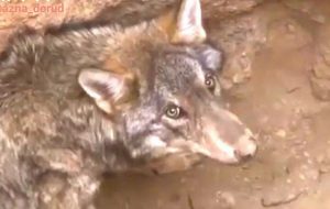 نجات یک قلاده گرگ از عمق پنج متری گودالی در ازنا