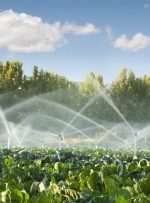 تخفیف ۵۰ درصدی آب بها برای کشاورزان مقید به رعایت الگوی کشت