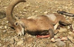 دستگیری شکارچی غیرمجاز در سفیدکوه ازنا