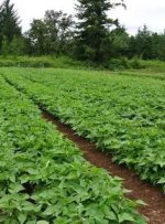 لوبیای لرستان رتبه دوم کشور لوبیای لرستان رتبه دوم کشور